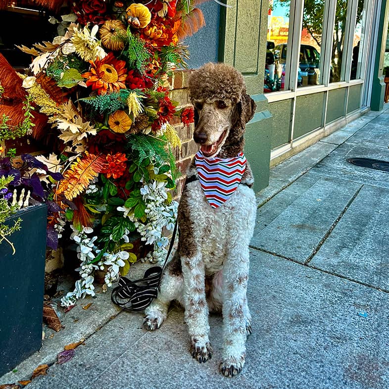 Poodle sitting on the sidewalk next to a fall floral wall.