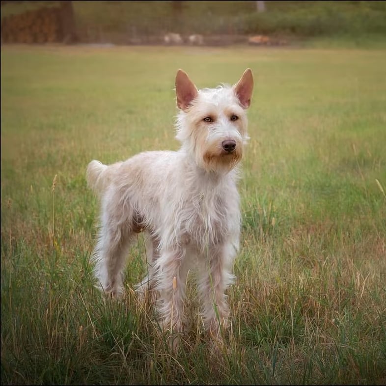 Portuguese Podengo Standing in the Grass with Ears Sticking Up | Taste of the Wild