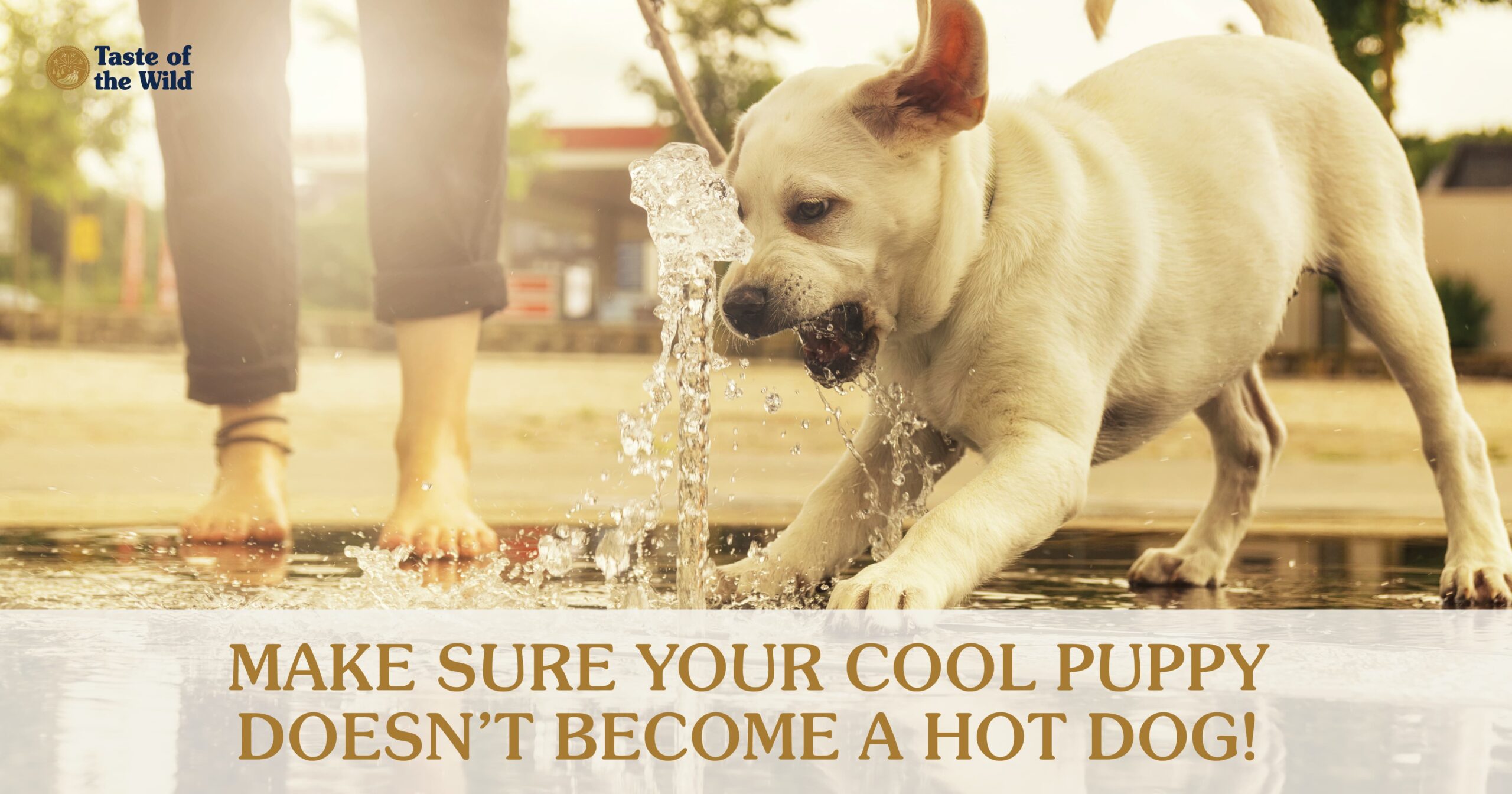 An interior graphic detailing 5 different summer safety tips for puppies.