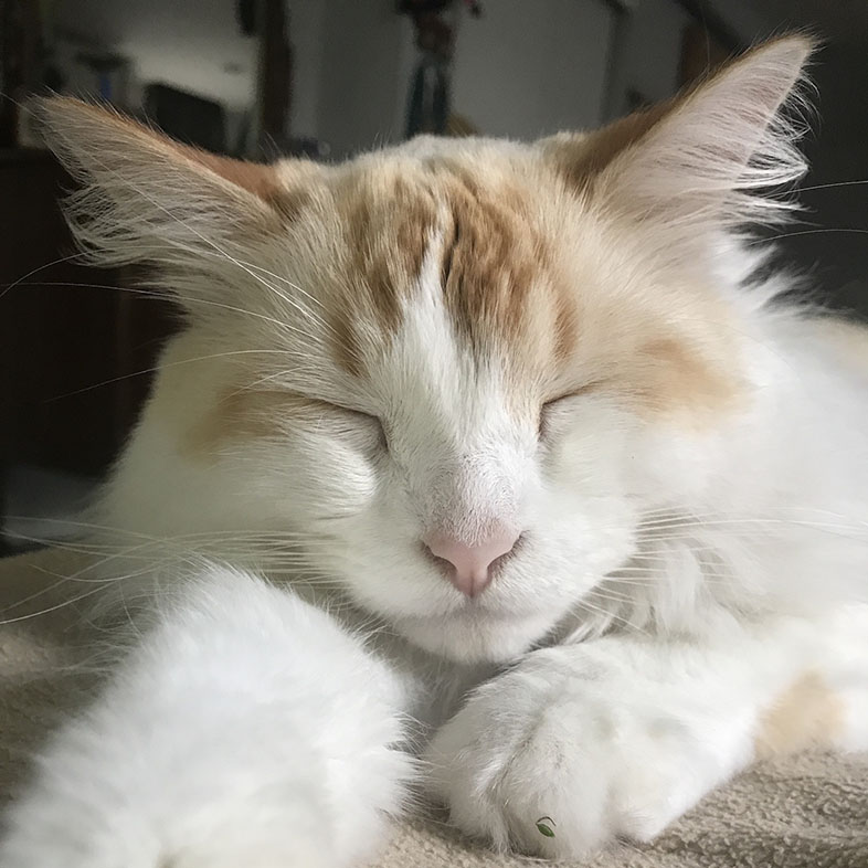 Ragdoll Mix Lying Down with Eyes Shut | Taste of the Wild