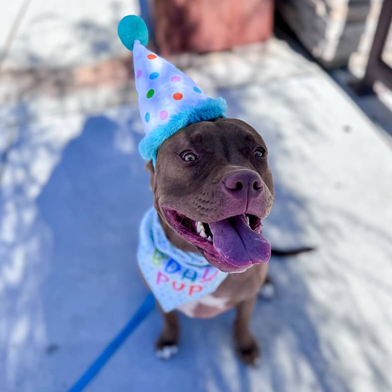 A red nose pit bull sitting and wearing a birthday hat and bandana.