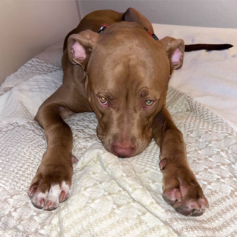 A red nose pit bull puppy lying down on a white bed.