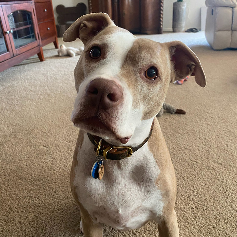 Red Nose Pocket Pitbull Tilting Head | Taste of the Wild
