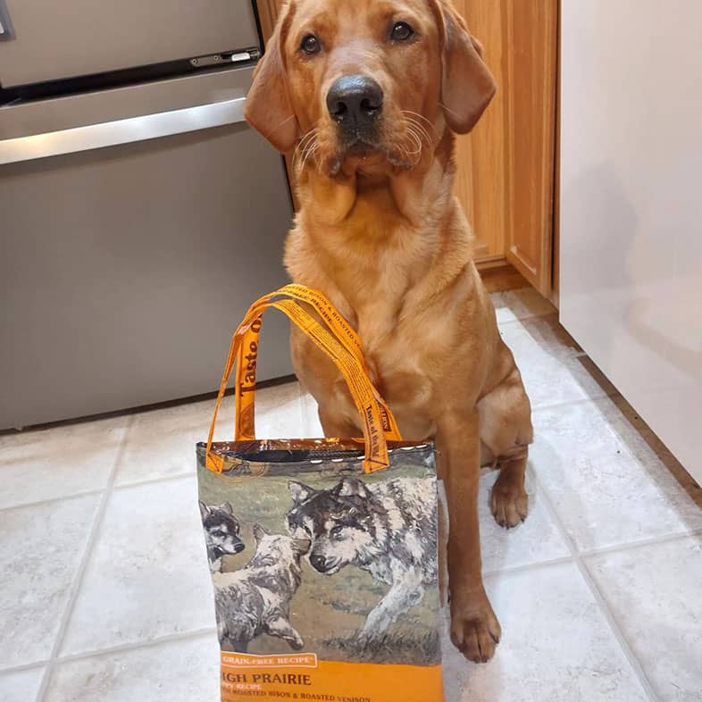 A male redfox Labrador sitting on the floor in the kitchen next to a handbag that was made out of a recycled bag of High Prairie Puppy Recipe with Roasted Bison & Roasted Venison.