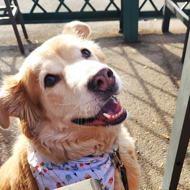 Retriever Mix Wearing a Bandana and Sitting on a Patio | Taste of the Wild