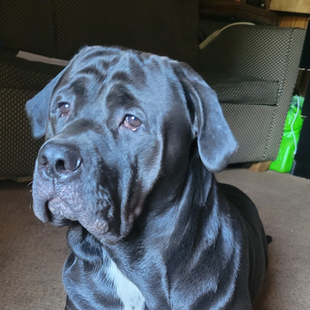 Rottweiler Mastiff Cane Corso Pitbull Mix on Ground | Taste of the Wild