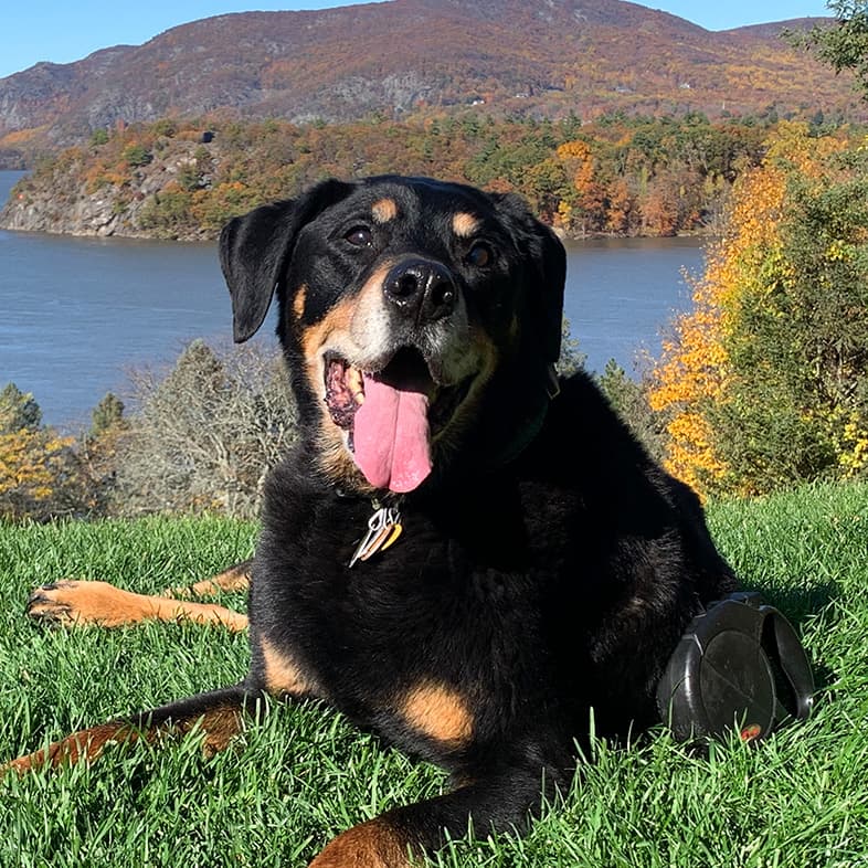 Rottweiler Mix Lying in Front of Ocean | Taste of the Wild