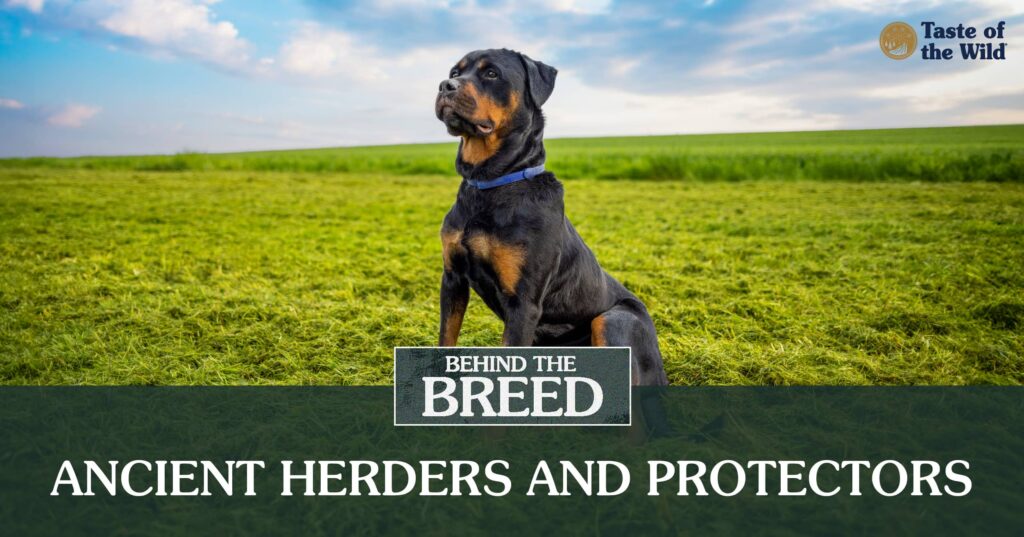 A Rottweiler wearing a collar sits alert in a green field under a blue sky with scattered clouds.
