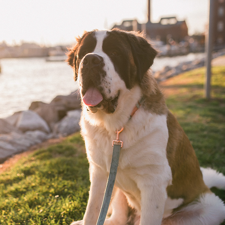 Saint Bernard sitting in grass near rocks and waterfront | Taste of the Wild