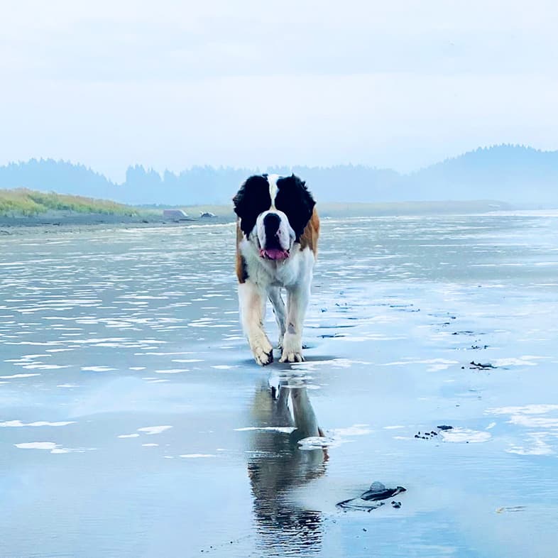 Saint Bernard Standing on the Beach | Taste of the Wild