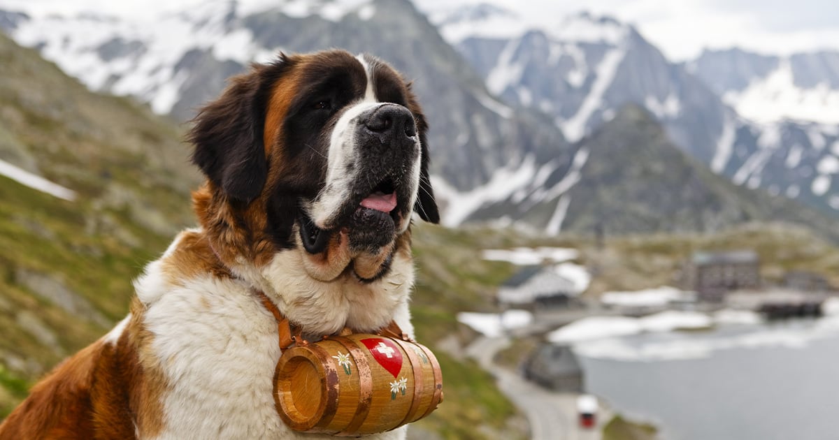 A Saint Bernard standing in the foothills of a mountain range with a small barrel of supplies tied around its neck.