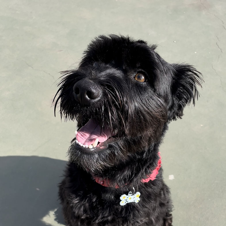 Schnauzer Mix Sitting with Mouth Open | Taste of the Wild