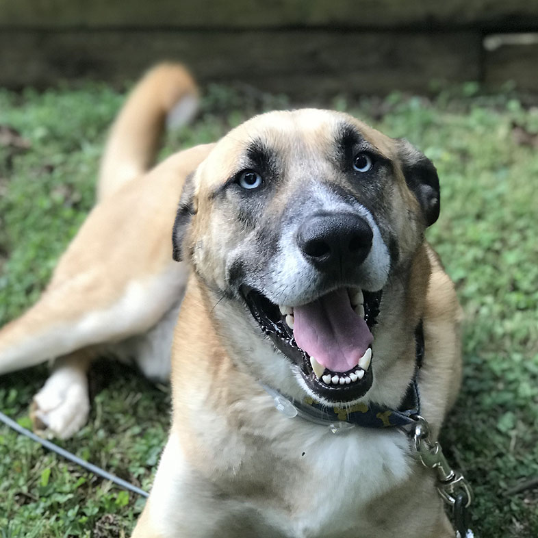 Anatolian Shepherd and Husky Mix Sticking Tongue Out | Taste of the Wild