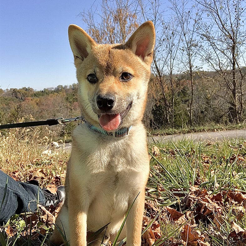 Shiba Inu Dog Sitting Down with Tongue Sticking Out | Taste of the Wild