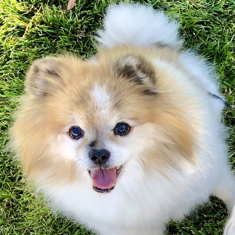 Shiba Inu Spitz Dog Looking Up | Taste of the Wild