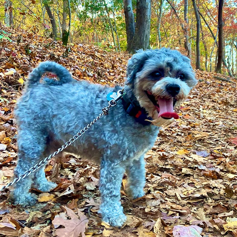 Shihpoo Walking on Hiking Trail Covered with Autumn Leaves | Taste of the Wild