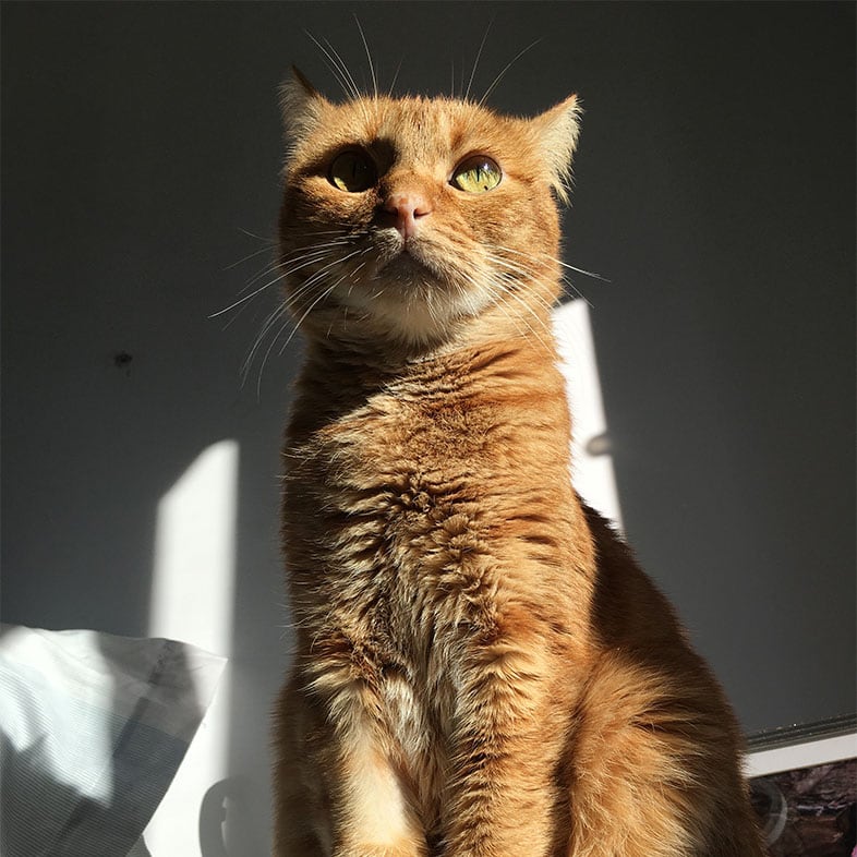 Shorthair Cat Sitting on Table | Taste of the Wild