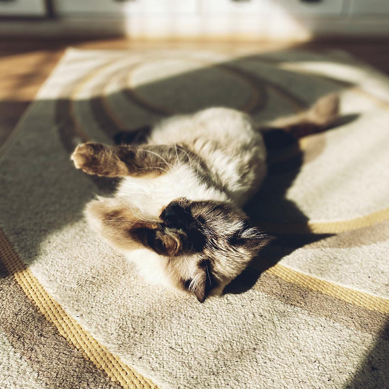Siamese cat lying on back on a tan and brown patterned rug with paws up in the air.