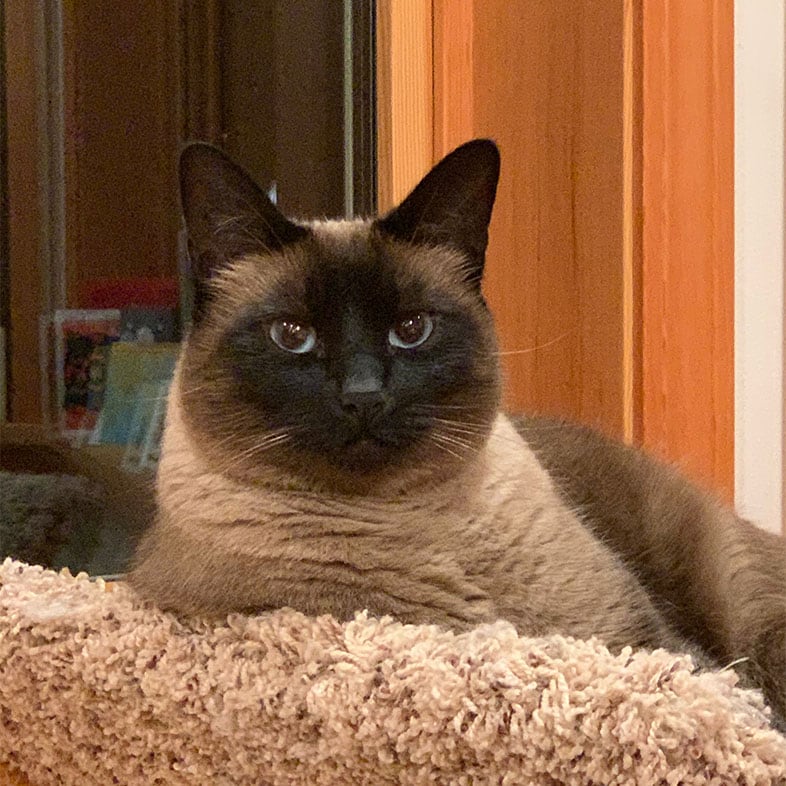 Siamese Cat Lying on Chair | Taste of the Wild