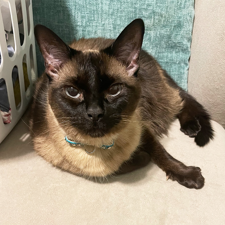 Siamese Cat Lying on Cushion Looking at Camera | Taste of the Wild