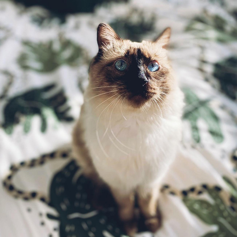 Siamese cat sitting on bedspread with a palm tree print on it.