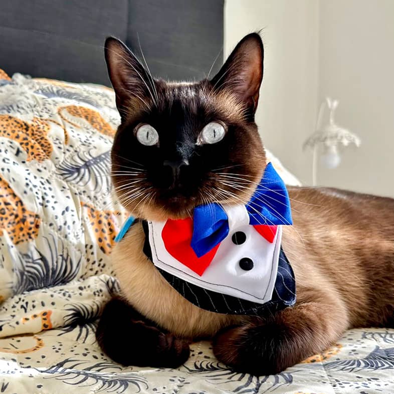 Siamese cat wearing a suit bandana lying down on a patterned bed.