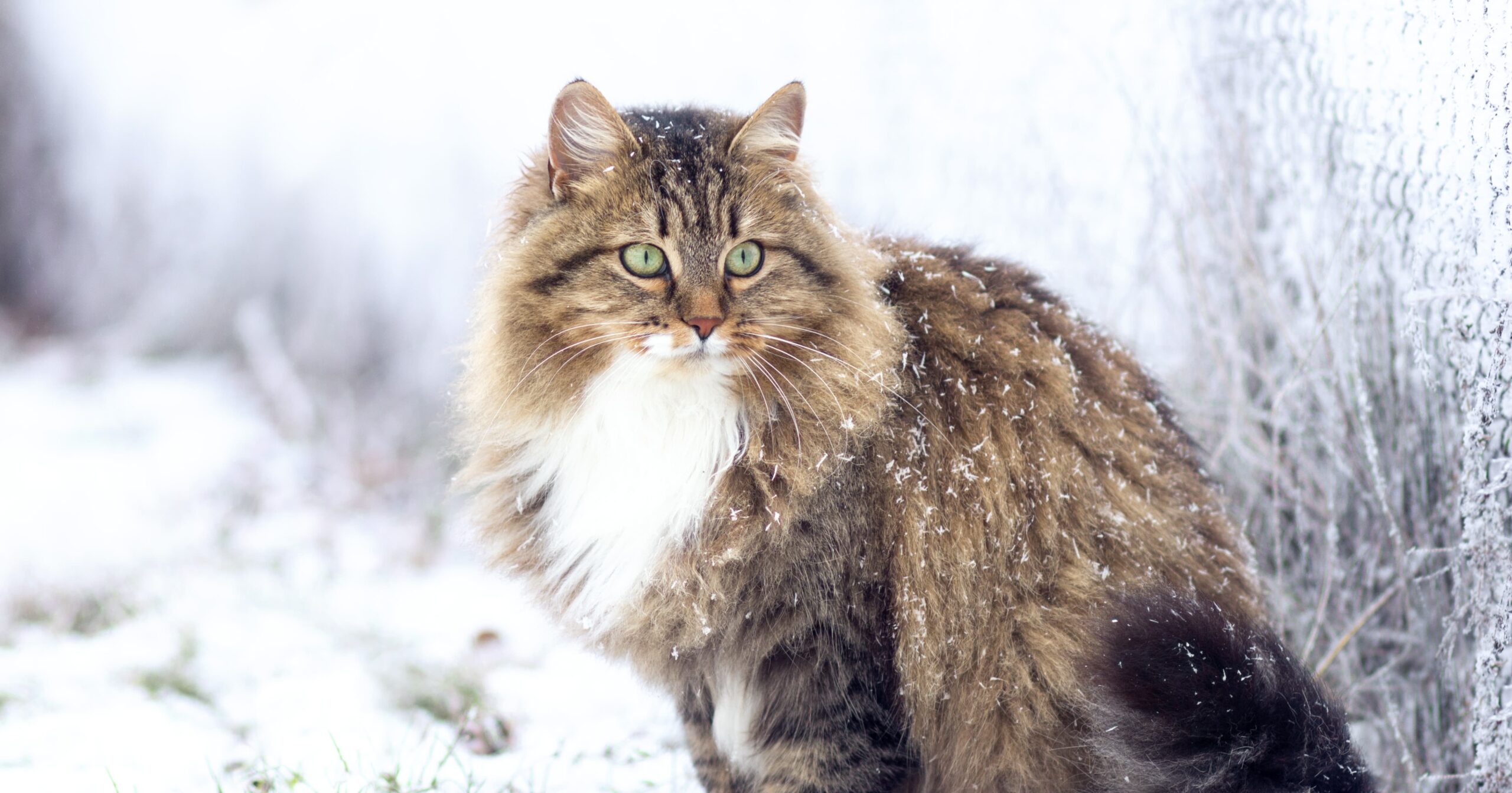 Siberian cat in the snow.