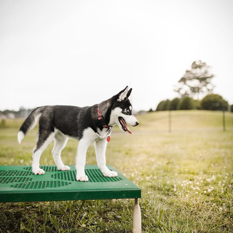 Siberian Husky at the Park | Taste of the Wild