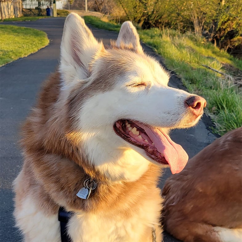 Siberian Husky During Golden Hour | Taste of the Wild