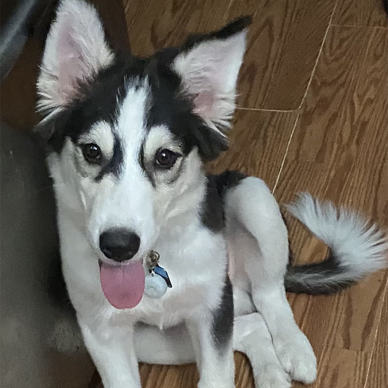 Siberian Husky Leaning on Cabinet | Taste of the Wild