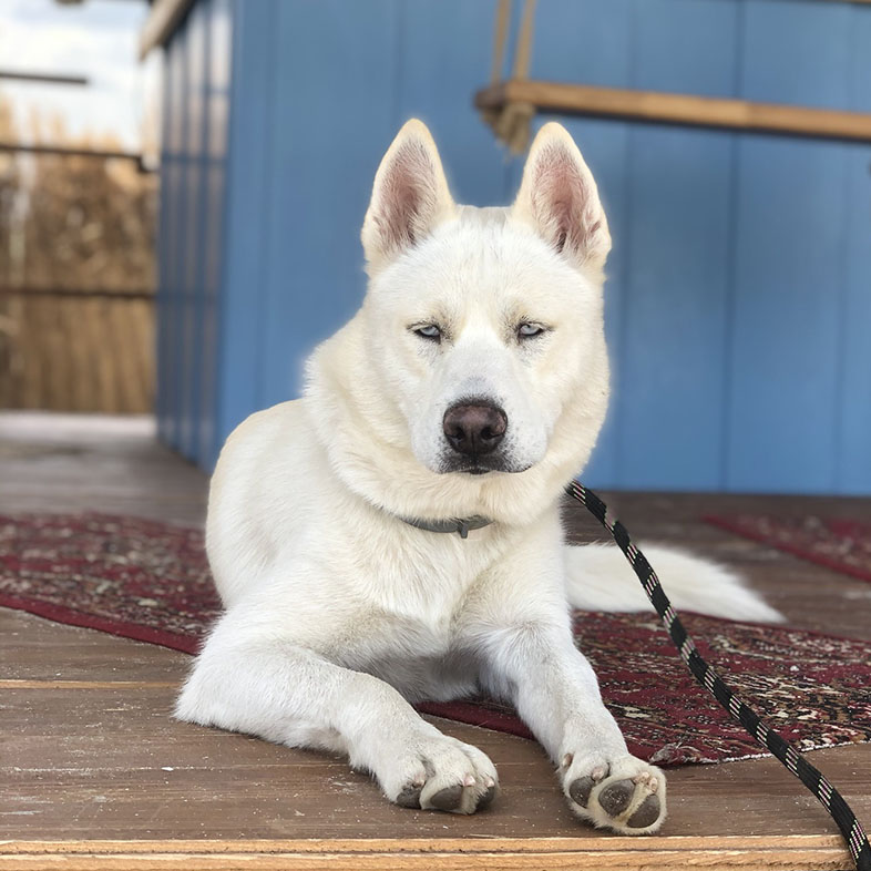 Siberian Husky Lying on Deck | Taste of the Wild