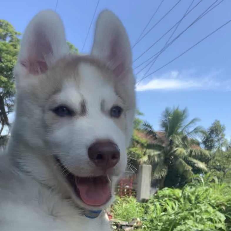 Siberian Husky Dog Outside Car Window | Taste of the Wild