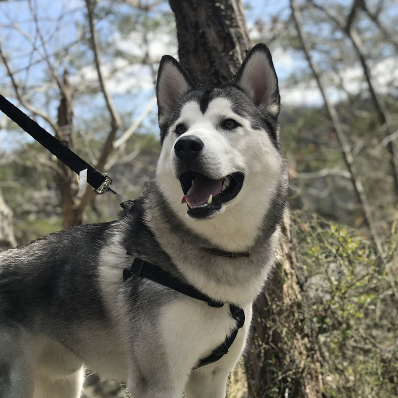 Siberian Husky Outside on Hike | Taste of the Wild