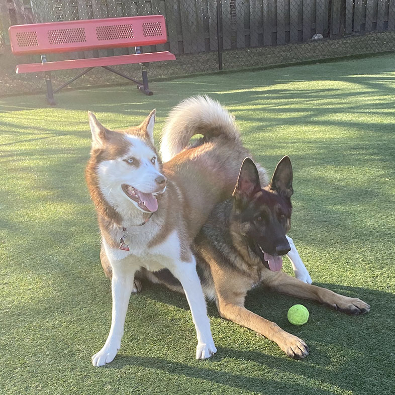 Siberian Husky Playing with German Shepherd | Taste of the Wild