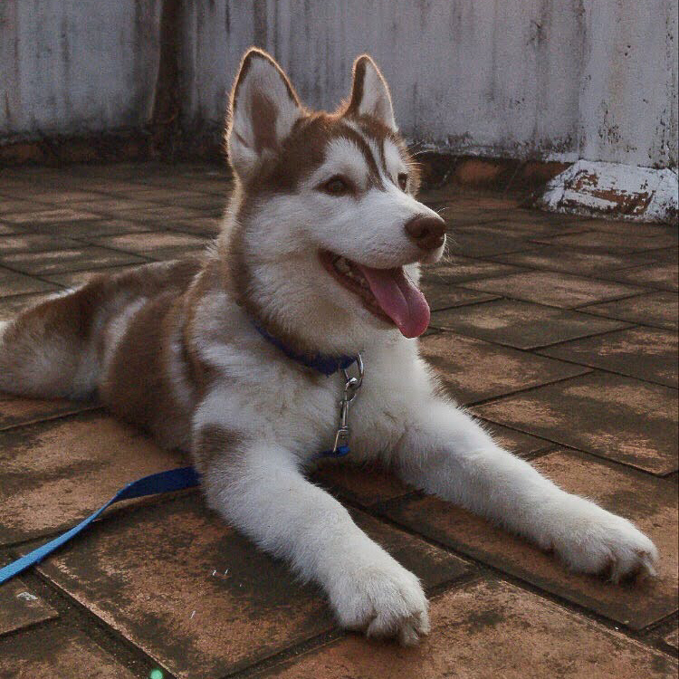Siberian Husky Puppy Lying on Ground | Taste of the Wild