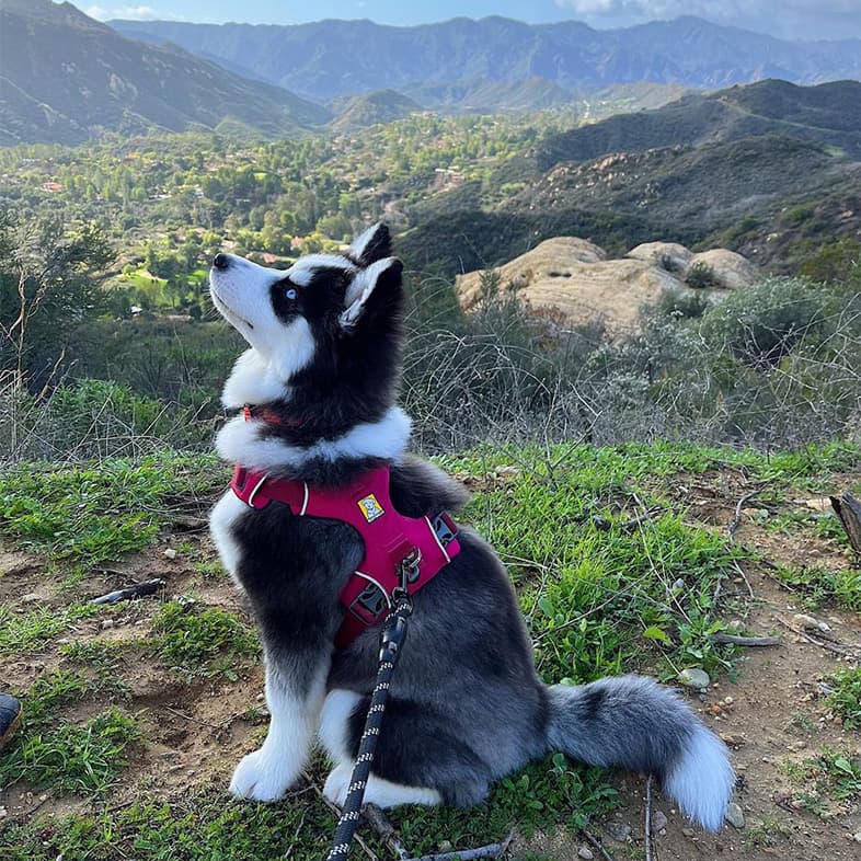 Siberian Husky Puppy with Red Harness in Front of Mountain View | Taste of the Wild