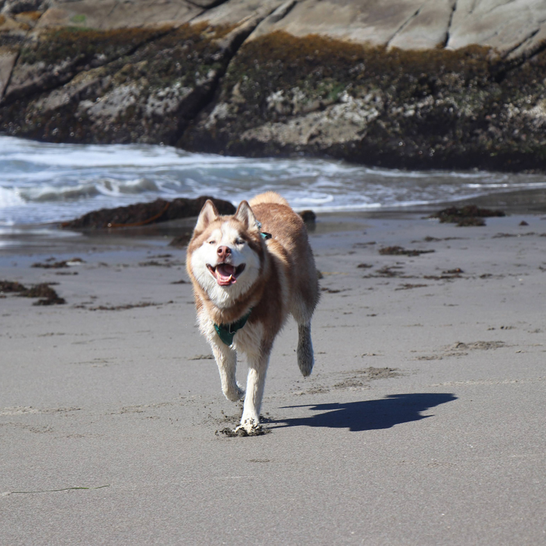 Siberian Husky Running on Beach | Taste of the Wild