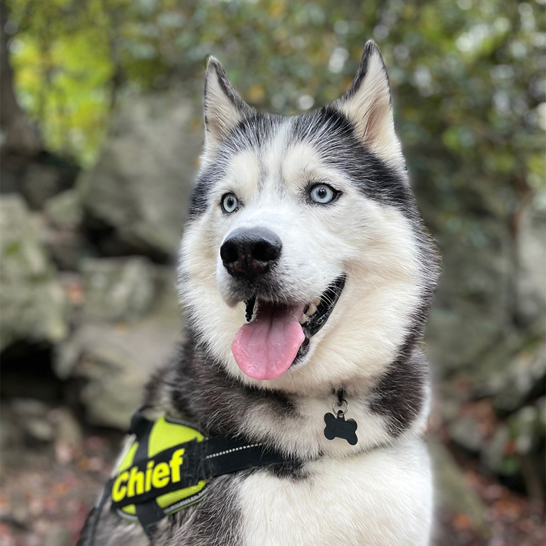 Siberian husky sitting outdoors wearing a harness and sticking tongue out.