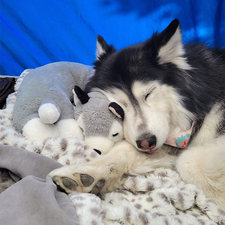 Siberian husky sleeping in a blue tent with head propped on a gray wolf stuffed animal.