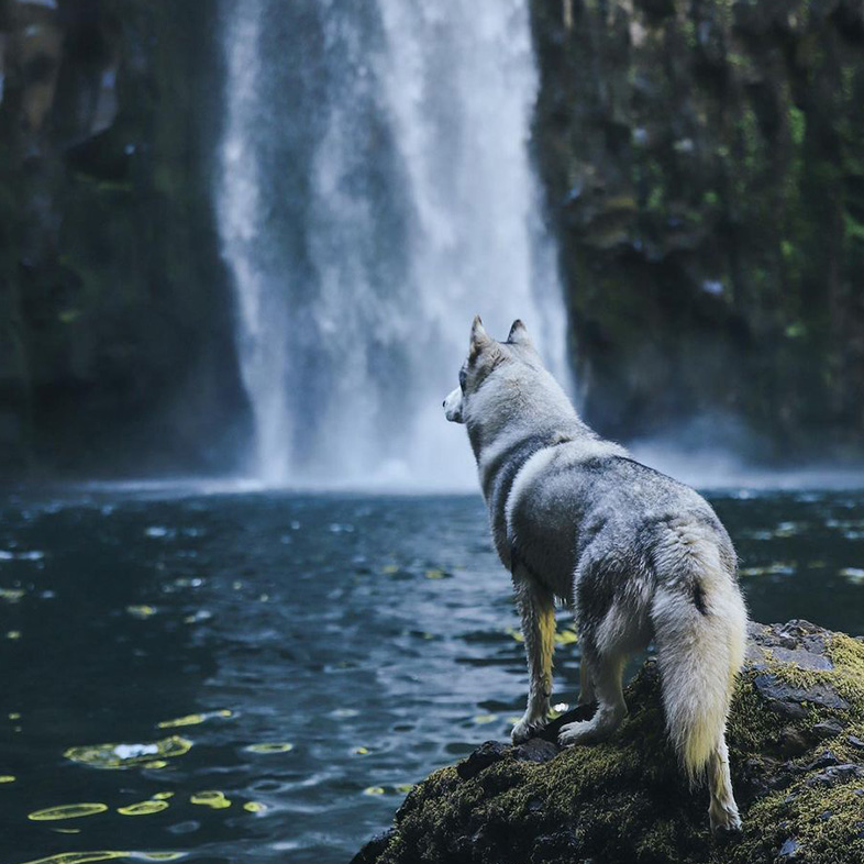 Siberian husky standing on a rock in front of a waterfall.