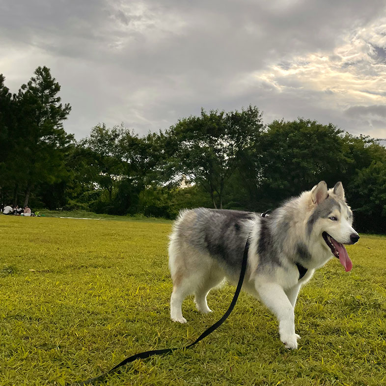 Siberian Husky Walking on Grass | Taste of the Wild