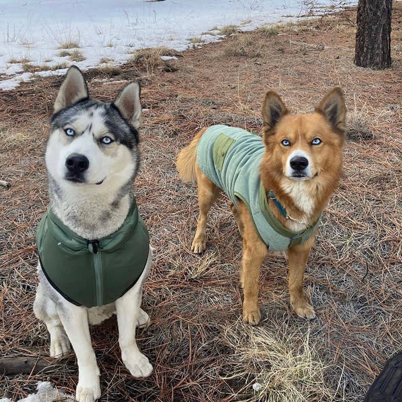 A Siberian husky wearing a green vest sitting outside next to a brown mixed breed dog wearing a light green jacket.