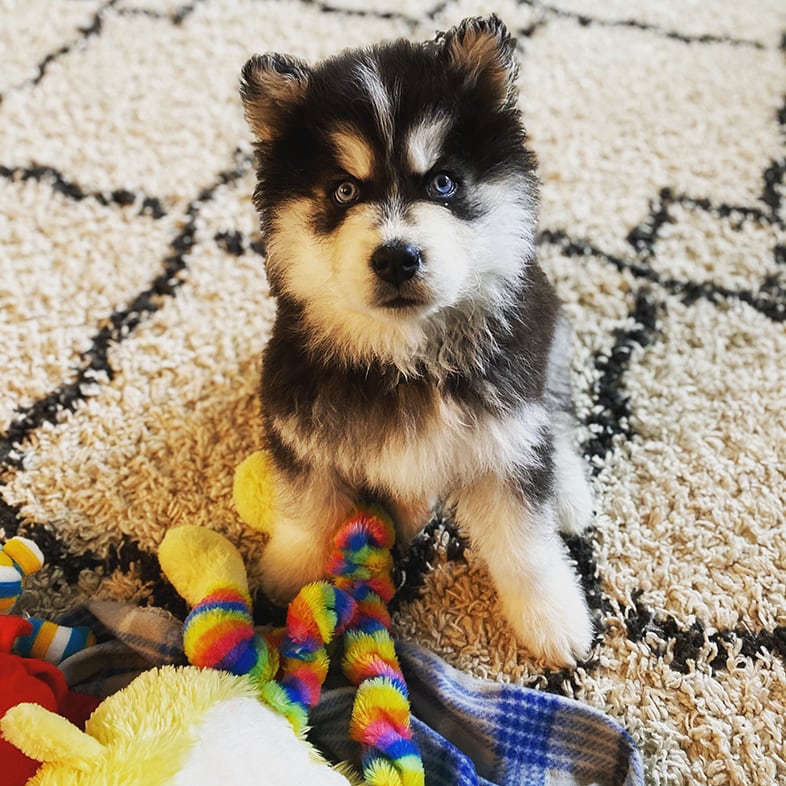 Siberian Husky Dog Looking Up with Toys | Taste of the Wild