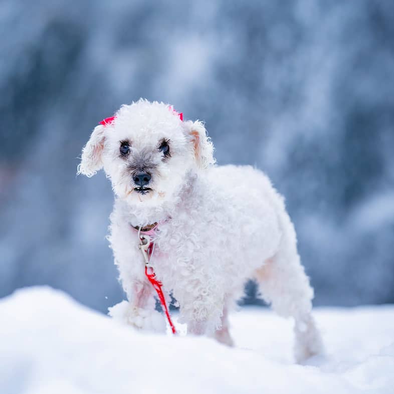 A small white bichon frisé dog wearing a pink collar standing in the snow.