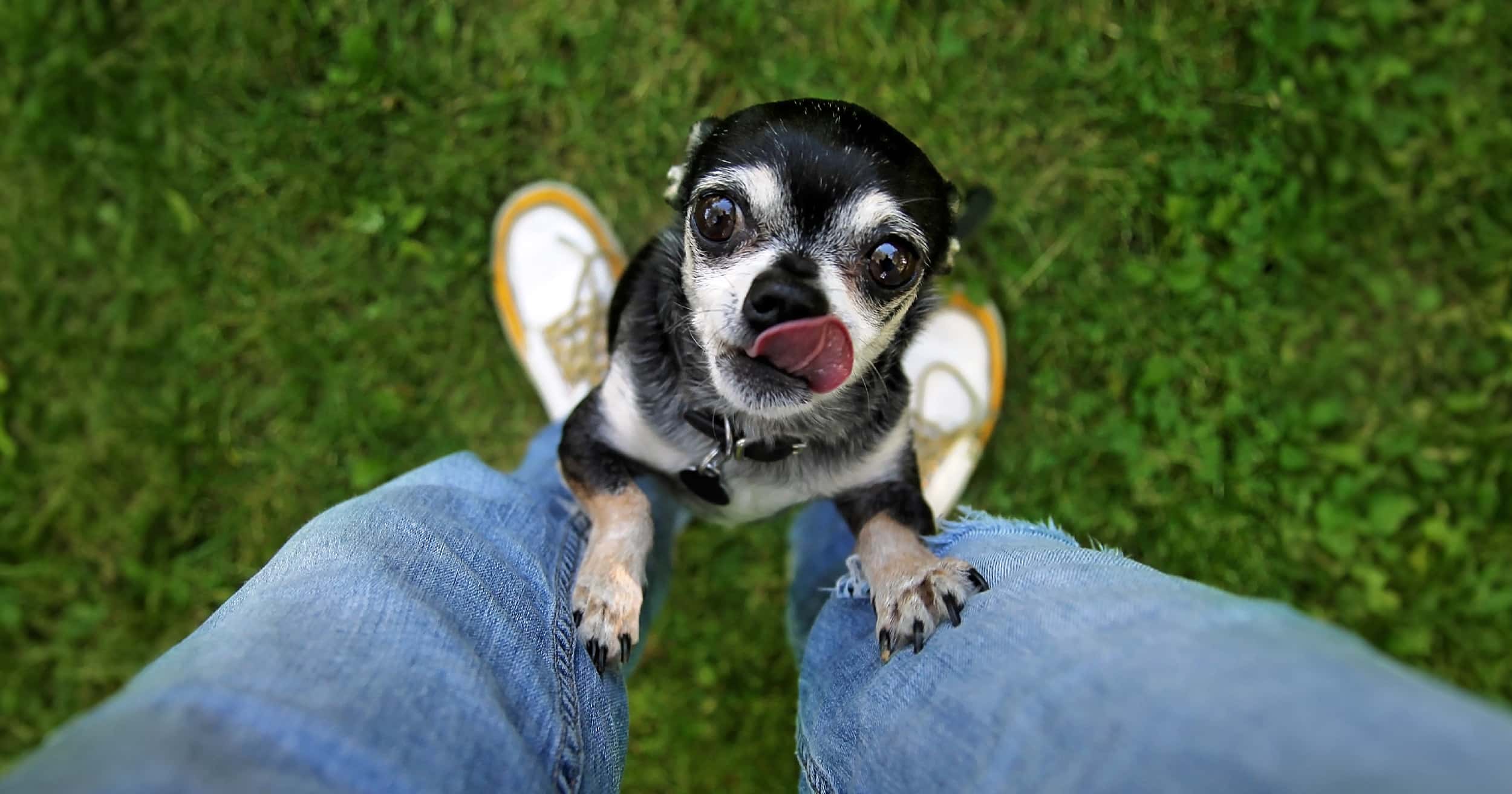 A small dog begging with its front paws up on its owner's legs.