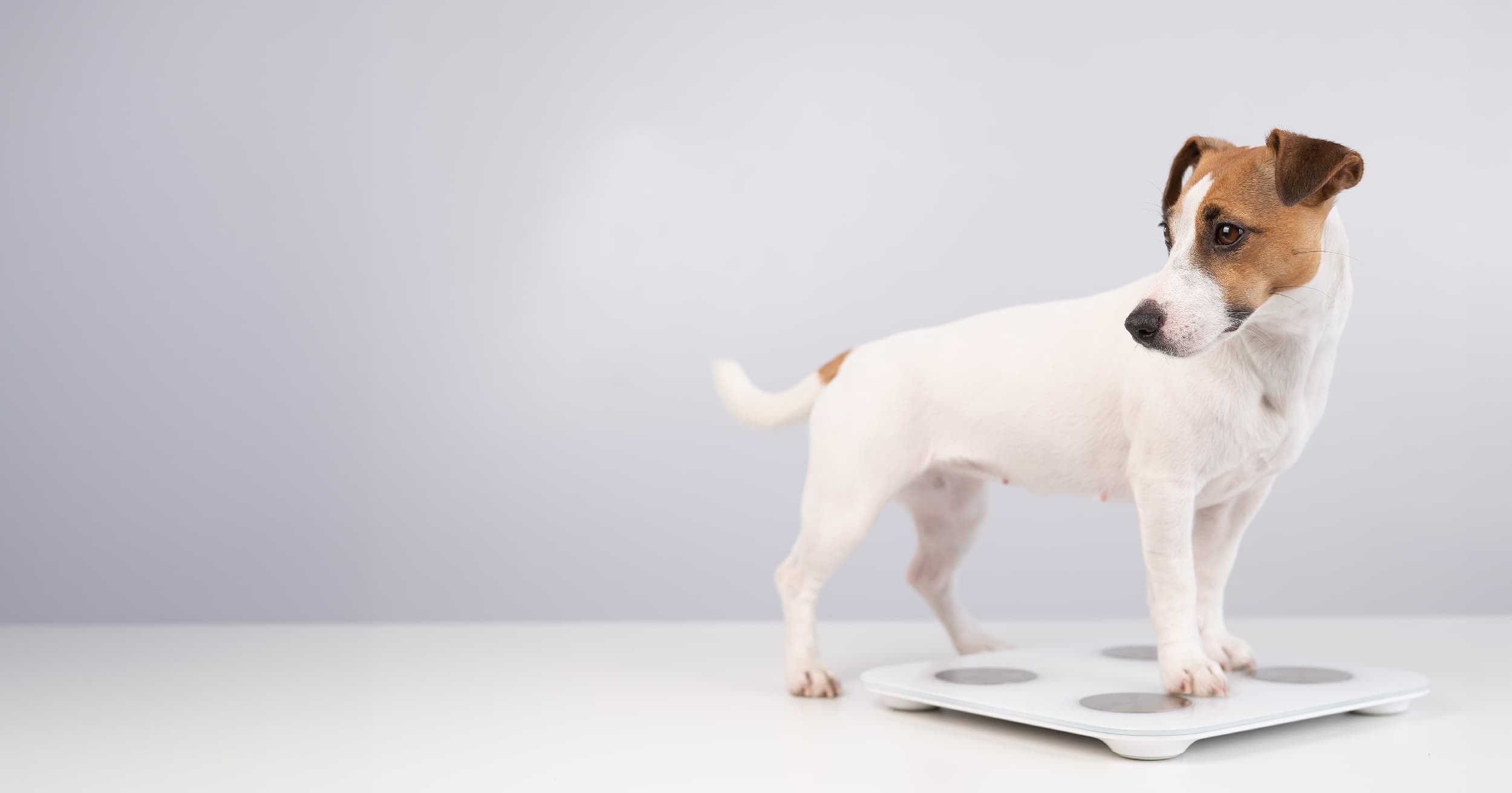 A small dog standing on a scale.