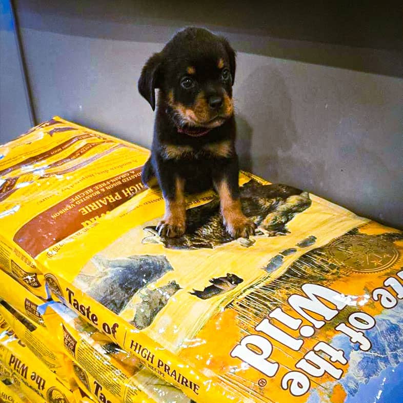 A small Rottweiler puppy standing on a stack of bags of Taste of the Wild.