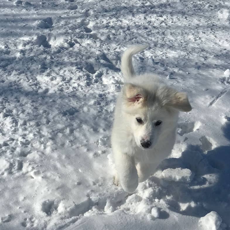 A small Samoyed puppy running in the snow on a sunny winter day.