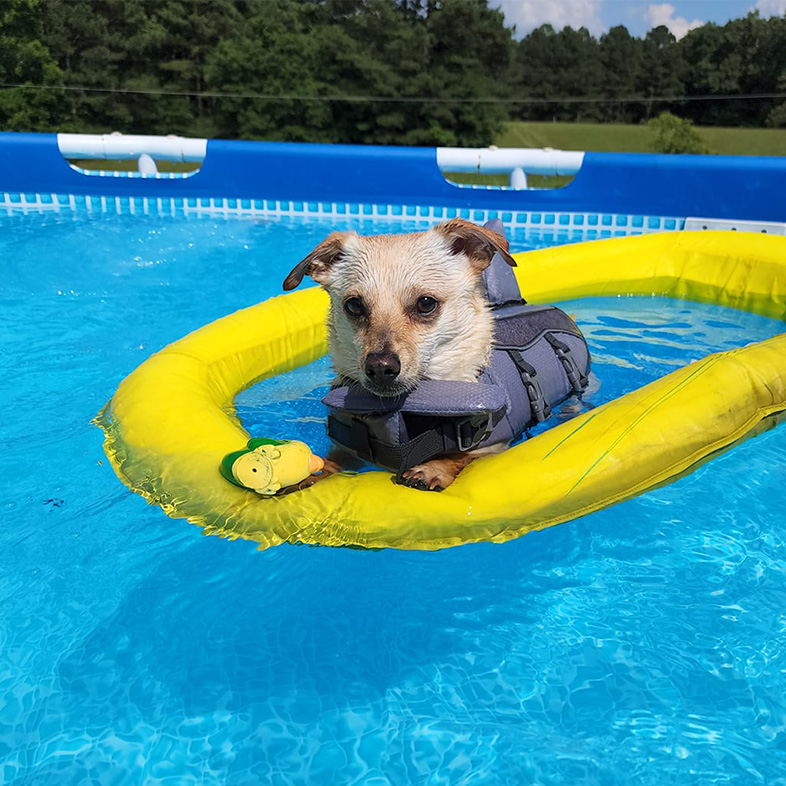 Small tan and brown dog wearing blue shark lifejacket and lying on a yellow floatie in a pool.