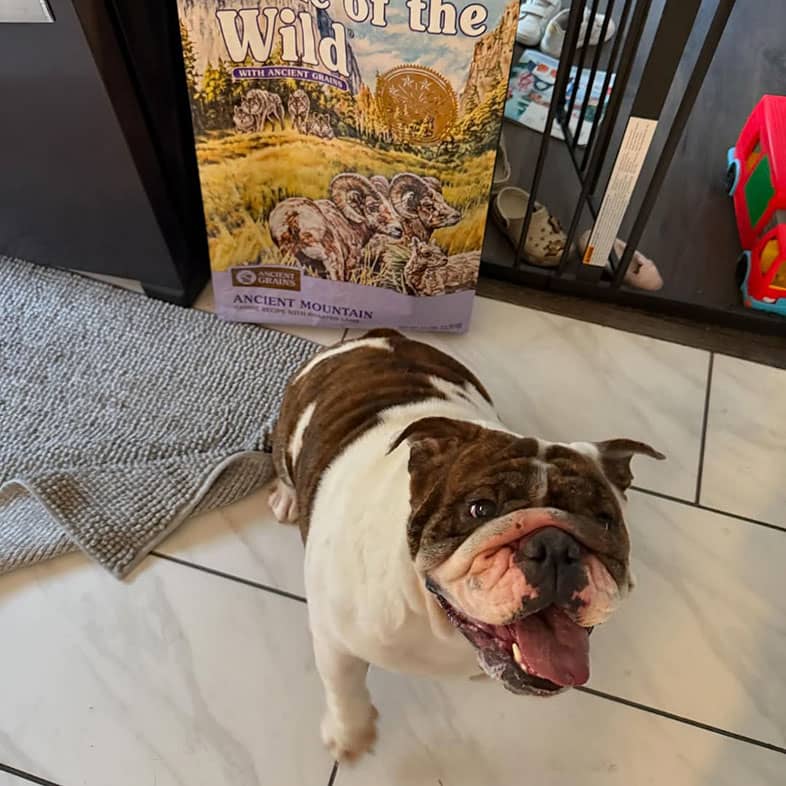 A smiling bulldog sitting on the floor in front of a bag of Ancient Mountain Canine Recipe with Roasted Lamb.